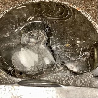 Непонятно что с аммонитом