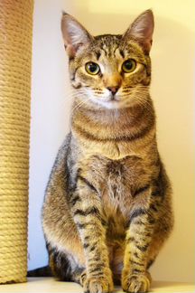 Кошка Триша 1,5 года ищет дом
