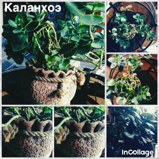 Каланхоэ