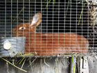 Кролики породы новозеландский красный