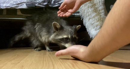 Енотиха Матильда