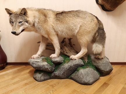 Чучело Волка