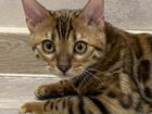 Бенгальские котята чистокровные с родословной объявление продам