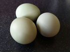 Инкубационное яйцо кур Ухейлюй