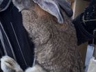 Кролики гиганты крупных пород фландр,ризен