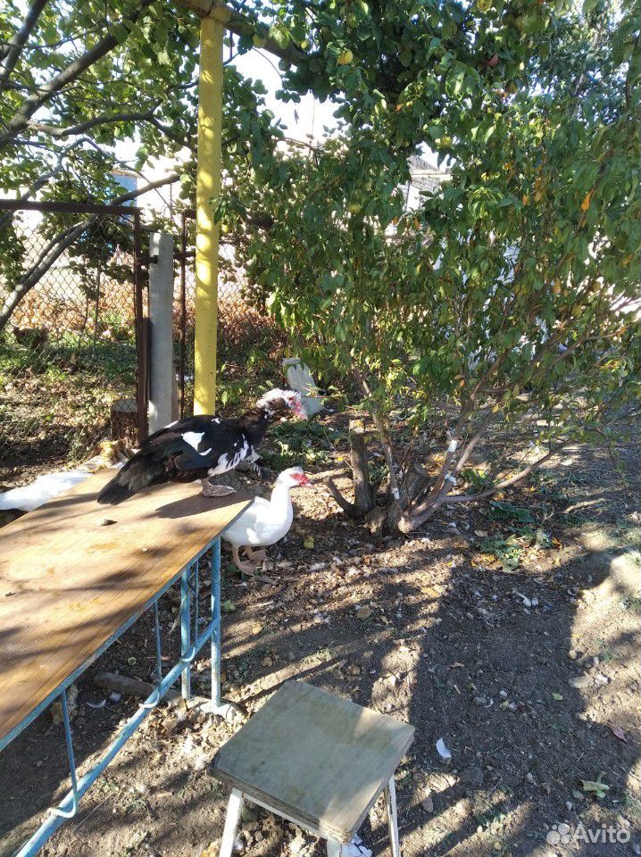 Muscovy ducks