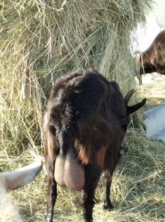 Альпийские козы, козлята, молоко - фотография № 2