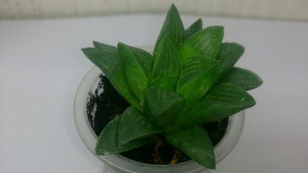 Хавортии, haworthia