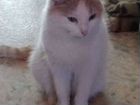 Котик Сеня, около года, бело-рыжий красавчик объявление продам
