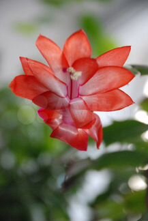 Декабрист (рождественник, шлюмбергера) красный