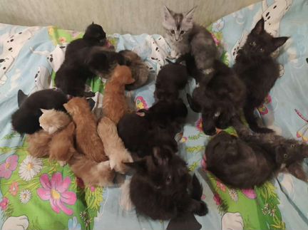 Котята мейн кун 3 помёта