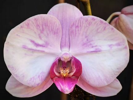 Орхидея Ph. Аквамарин