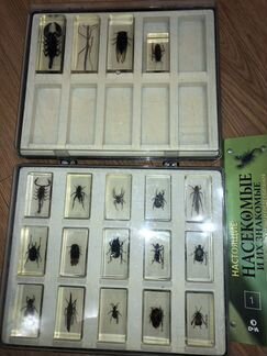 Коллекция насекомых