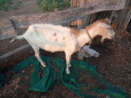 Зааненская дойная коза, козел Гоша чех 2года - фотография № 8