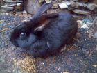 Кролик самец 10 месяцев ризань