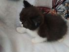 Экзотическая кошка коротношорстная объявление продам