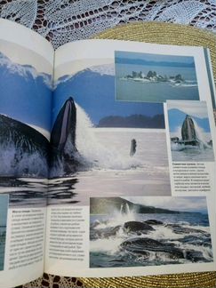 Книга альбом Секреты природы