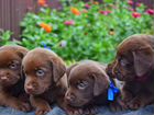 Шоколадные щенки лабрадора объявление продам