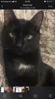 Я ветеринарный фельдшер могу предложить вам свои у