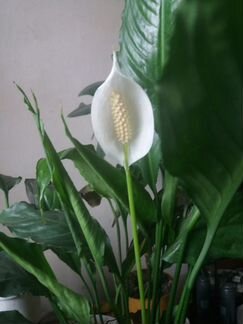 Цветы для дома