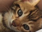 Продам котенка бенгала-метиса в добрые руки