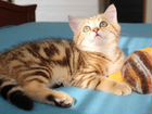 Шотландский котик золотого мраморного окраса