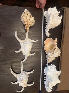 Морские ракушки раковины