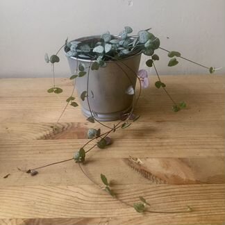 Церопегия и гельксина