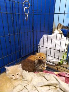 Котята в добрые руки