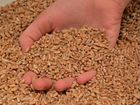 Ячмень пшеница объявление продам