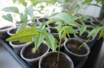 Саженец, грецкого ореха