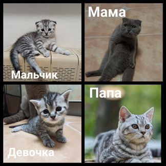 Шотландские котята