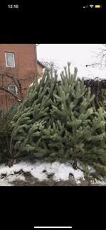 Живые елки пушистые новогодние